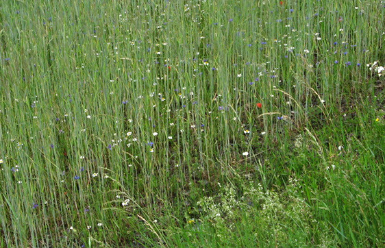 Acquafert Agri ERBACEE