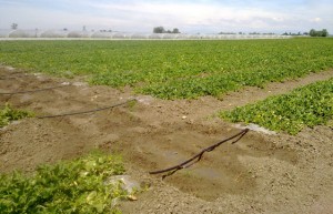 Acquafert irrigazione meloni e angurie