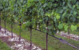 Acquafert irrigazione vite