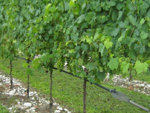 Acquafert progetti irrigazione vigneti