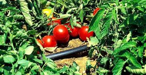 Microirrigazione a goccia su pomodoro