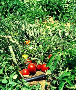 Microirrigazione a goccia su pomodoro