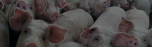 Acquafert le fasi di un impianto di gestione reflui zootecnici