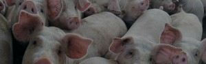 Acquafert le fasi di un impianto di gestione reflui zootecnici