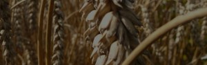 Progettazione e realizzazione di impianti di irrigazione agricola