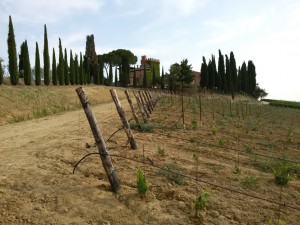 Acquafert Subirrigazione vite foto 8