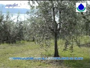 Acquafert Subirrigazione oliveto