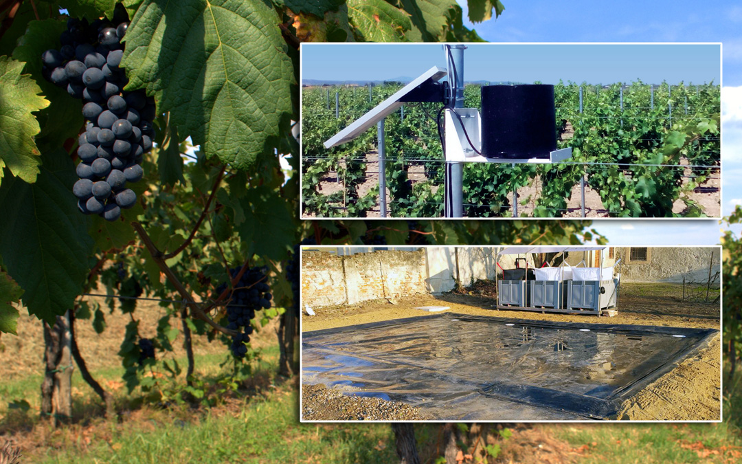 Speciale vigneti e viticoltura sostenibile