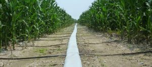 Irrigazione a goccia da Il Nuovo Agricoltore